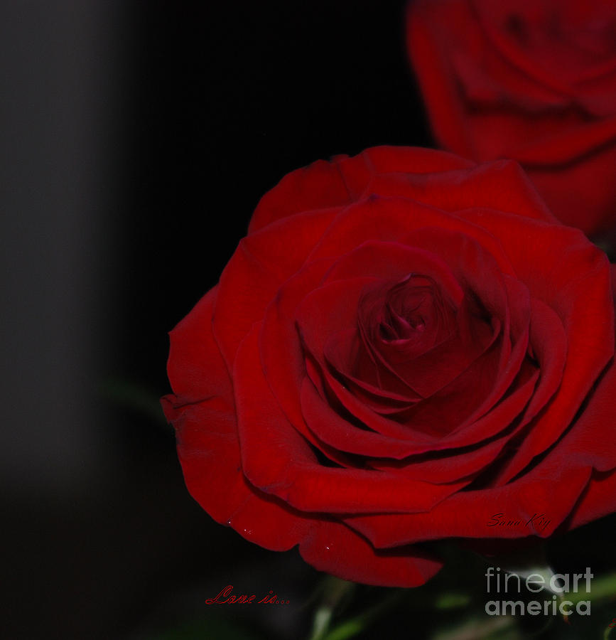 Red Rose. Love is... #2 Photograph by Oksana Semenchenko