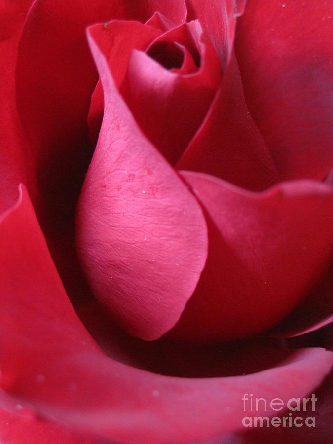 Red Rose Macro 5 #1 Photograph by Tara  Shalton