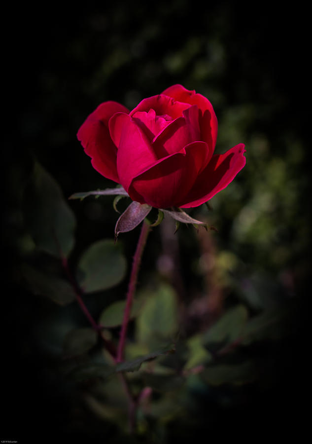 Red Rose of Love #1 Photograph by Kathleen Scanlan