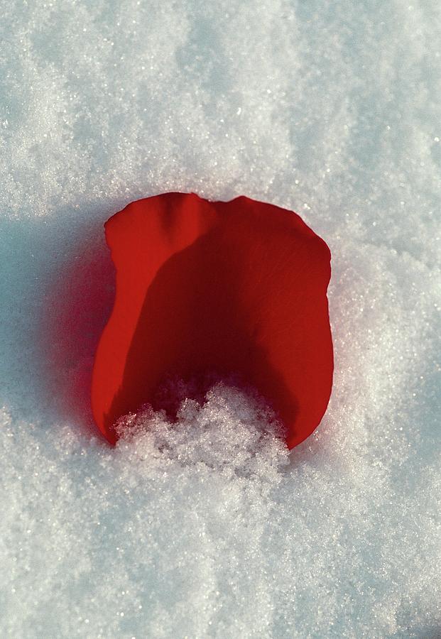 Red Rose Petal In Snow #1 Photograph by Dan Sams/science Photo Library