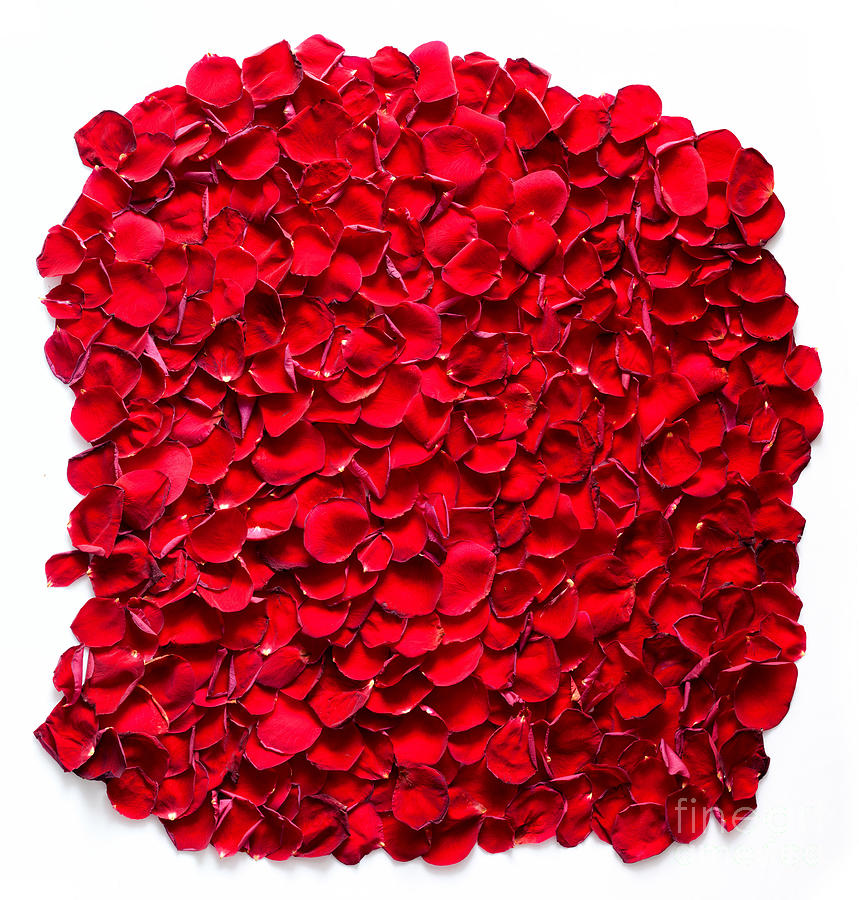 Red rose petals background #1 Photograph by Michal Bednarek
