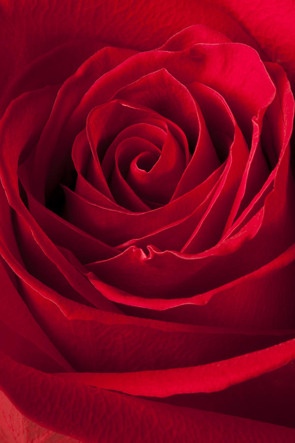 Still Life Photograph - Red Rose #1 by Stefania Levi