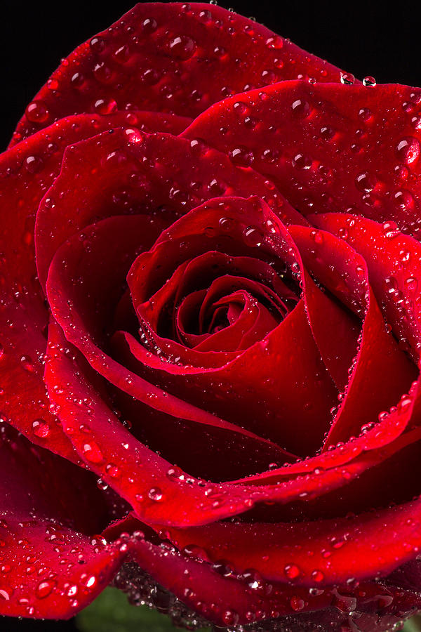 Rose Photograph - Red Rose With Dew #2 by Garry Gay