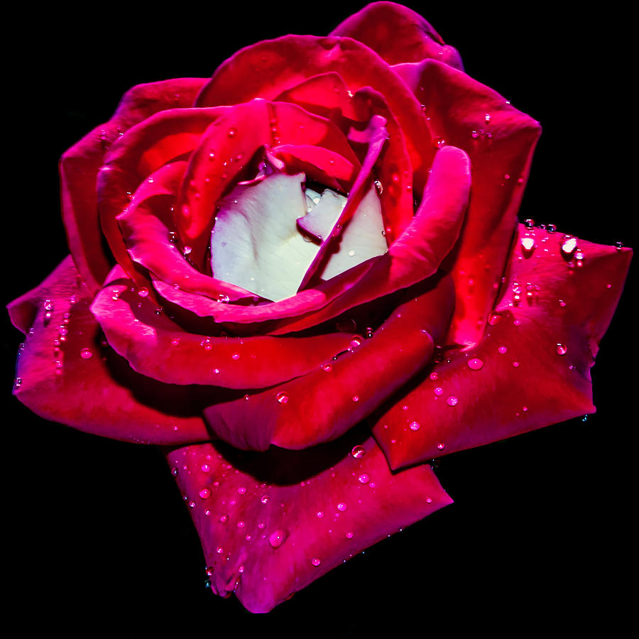 Red Rose With Water Drops Photograph