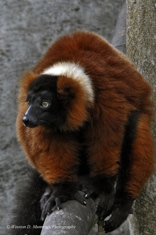 Red Ruffed Lemur #1 Photograph by Winston D Munnings