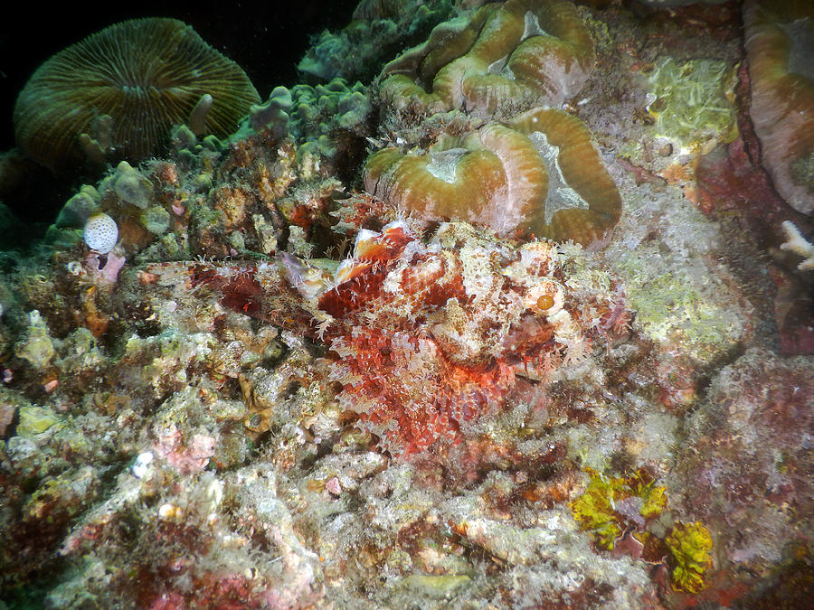 Red Scorpionfish #1 Photograph by Carleton Ray