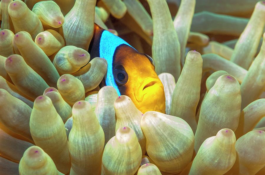 Nature Photograph - Red Sea Anemonefish #1 by Georgette Douwma