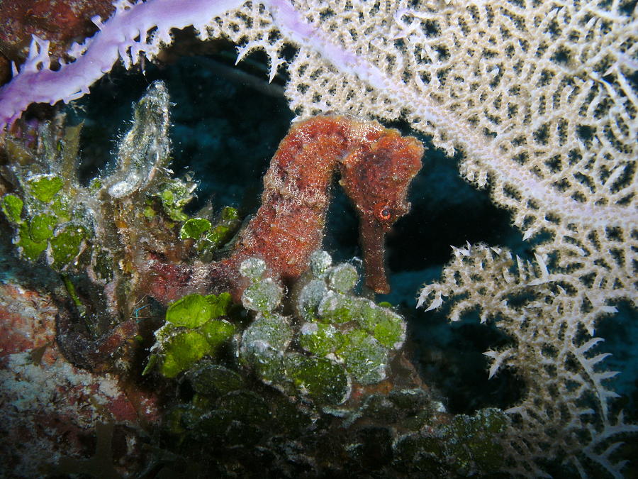 Red Sea Horse Photograph by Nina Banks - Fine Art America