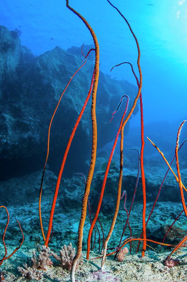 Red Sea Whips #1 Photograph by Georgette Douwma