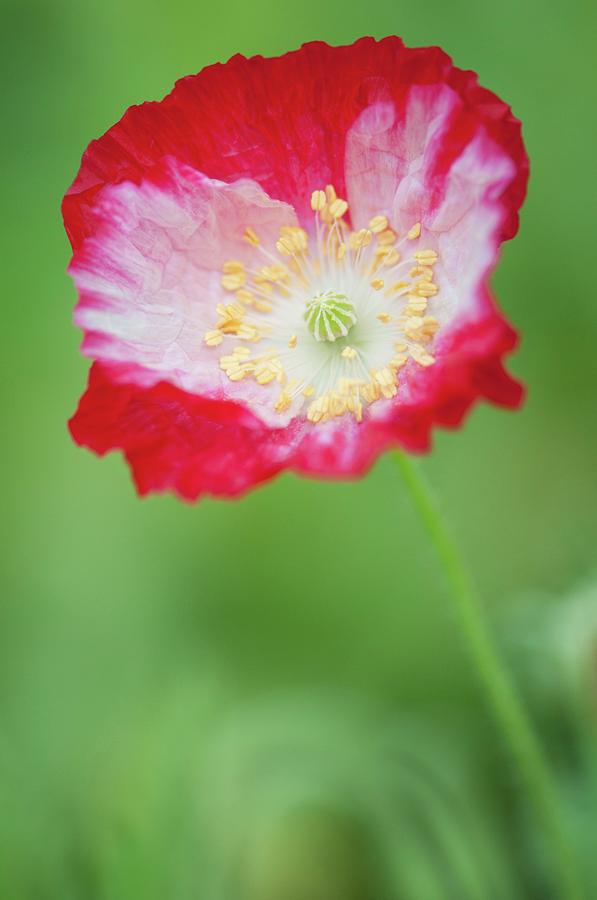 Red Shirley Poppy #1 Photograph by Maria Mosolova
