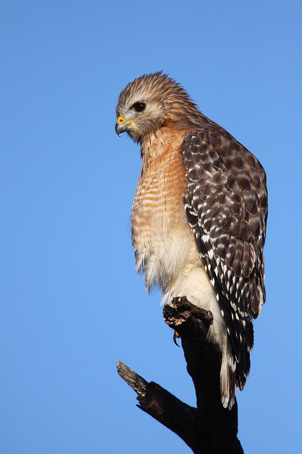 Red-shouldered Hawk #1 Photograph by Bruce J Robinson