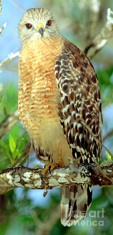 Red Shouldered Hawk #1 Photograph by Millard H. Sharp