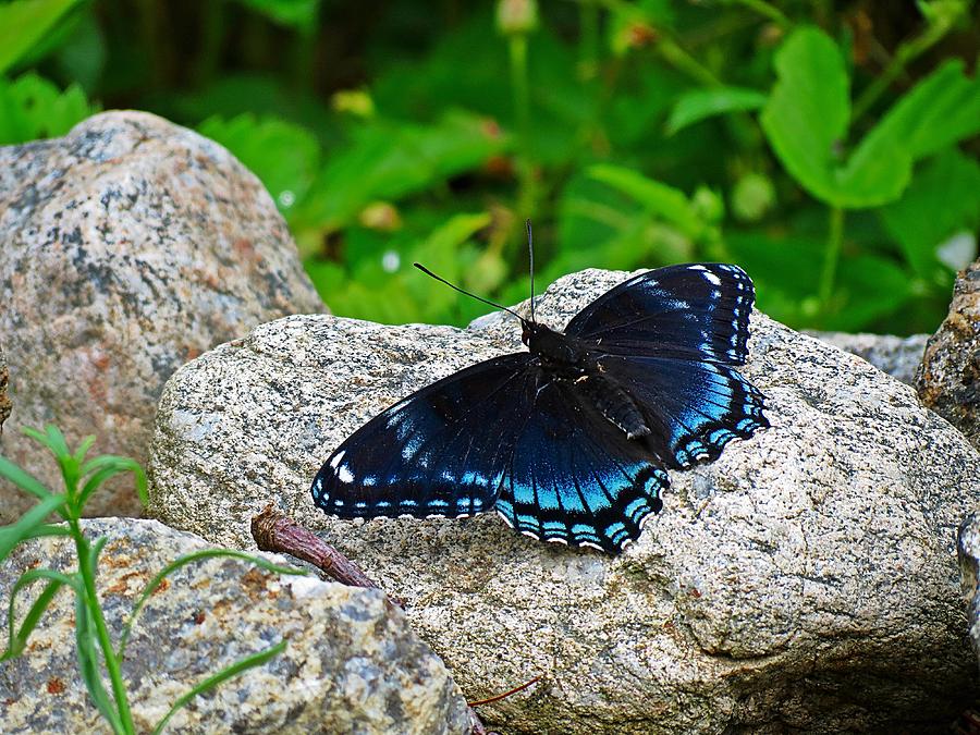 Red Spotted Purple Butterfly #2 Photograph by MTBobbins Photography