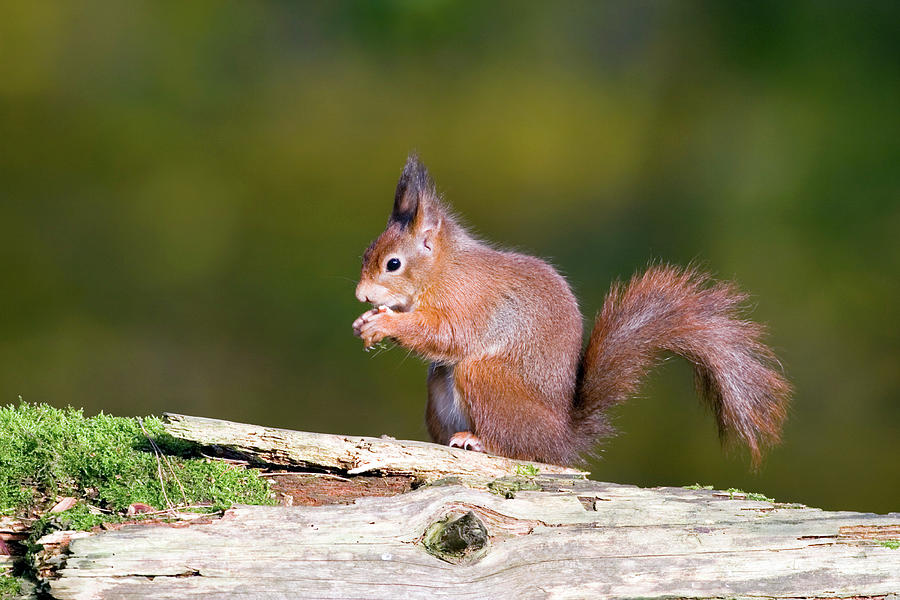 Red Squirrel Photograph by John Devries/science Photo Library - Fine ...