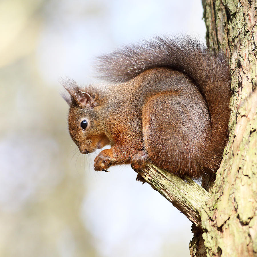 Forest Photograph - Red Squirrel Portrait by Grant Glendinning