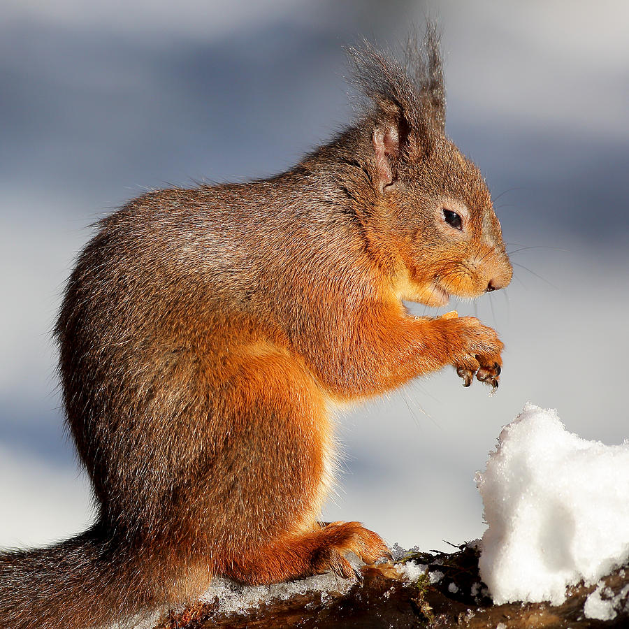 Wildlife Photograph - Red Squirrel Scotland by Grant Glendinning