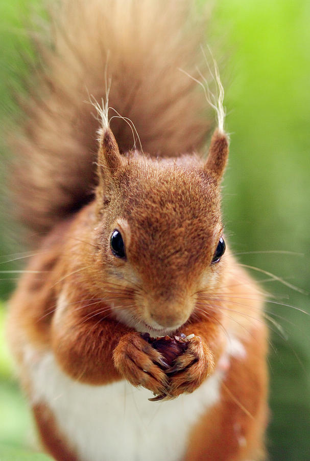 Red Squirrel Photograph by Simon Fraser/science Photo Library - Fine ...