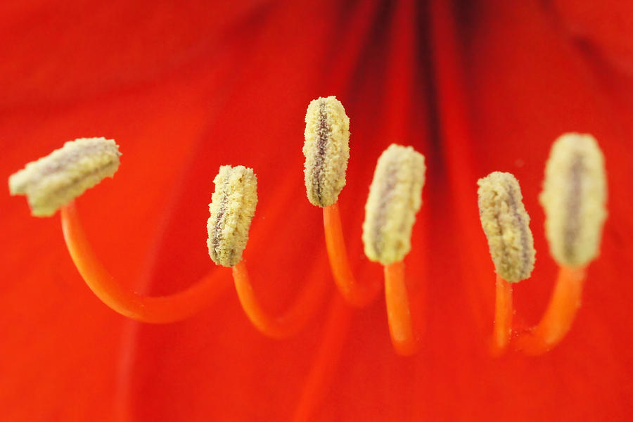 Red Stamens #1 Photograph by TK Goforth