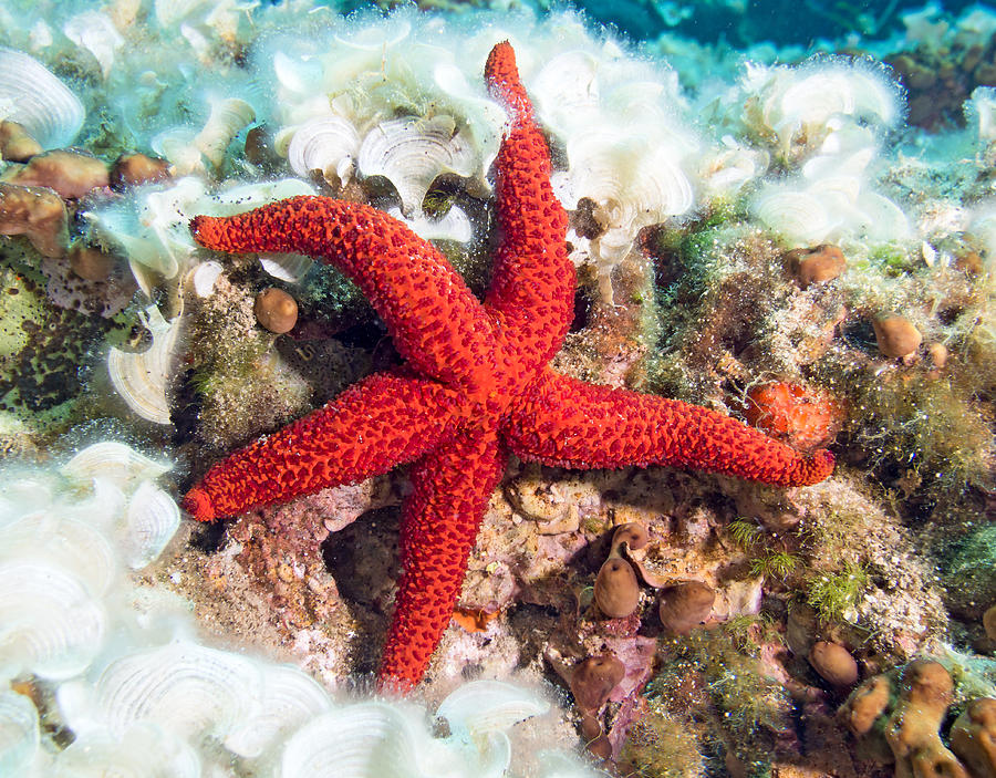 Red Starfish #1 Photograph by Roy Pedersen