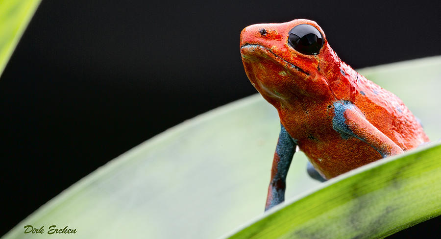 Frog Photograph - Red strawberry poison dart frog #1 by Dirk Ercken