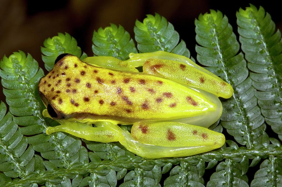 Red-striped Tree Frog #1 Photograph by Dr Morley Read/science Photo Library