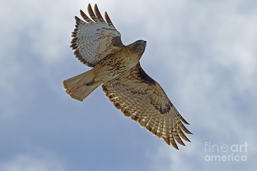 Red-Tail Hawk #3094 #2 Photograph by J L Woody Wooden