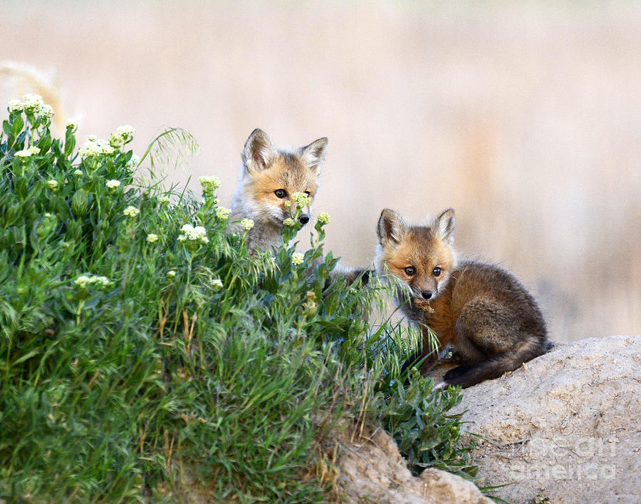 Red-tailed Fox Kits #4 Photograph by Dennis Hammer