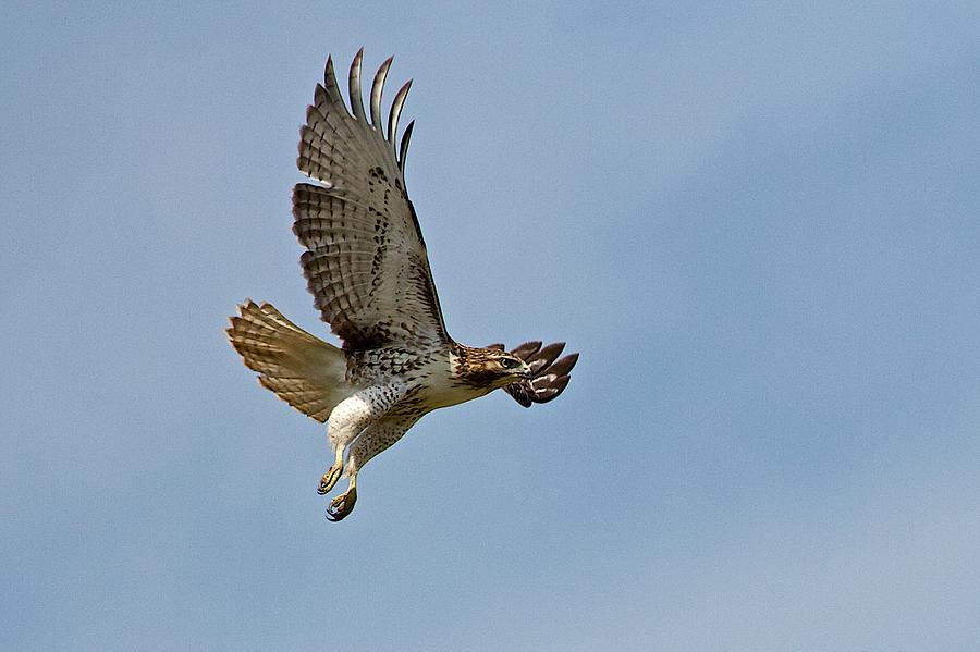 Red-tailed Hawk Attack Mode Photograph by Dan Ferrin - Fine Art America