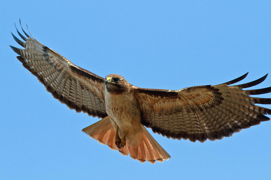 Red-tailed Hawk Photograph by Carl Jackson - Fine Art America