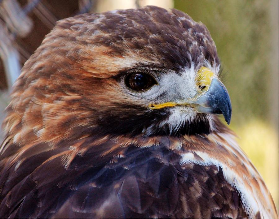 Red Tailed Hawk II Photograph by Lisa Hurylovich - Fine Art America