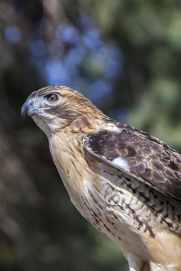 Red Tailed Hawk #1 Photograph by Jack R Perry