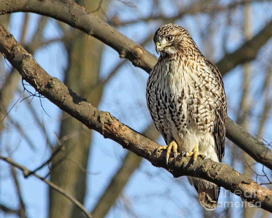 Red Tailed Hawk Photograph by Jack Schultz - Fine Art America