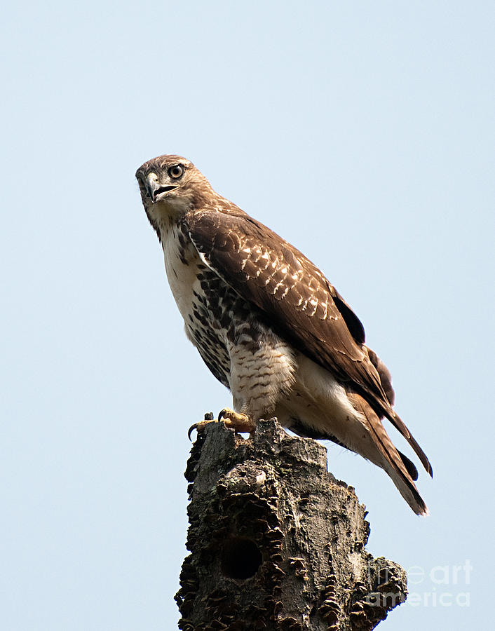 Red Tailed Hawk #1 Photograph by Jean A Chang