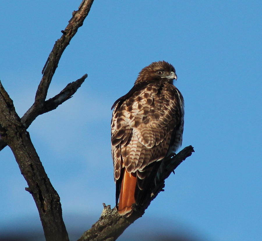 Red-Tailed Hawk Photograph by Lori Rossi - Fine Art America