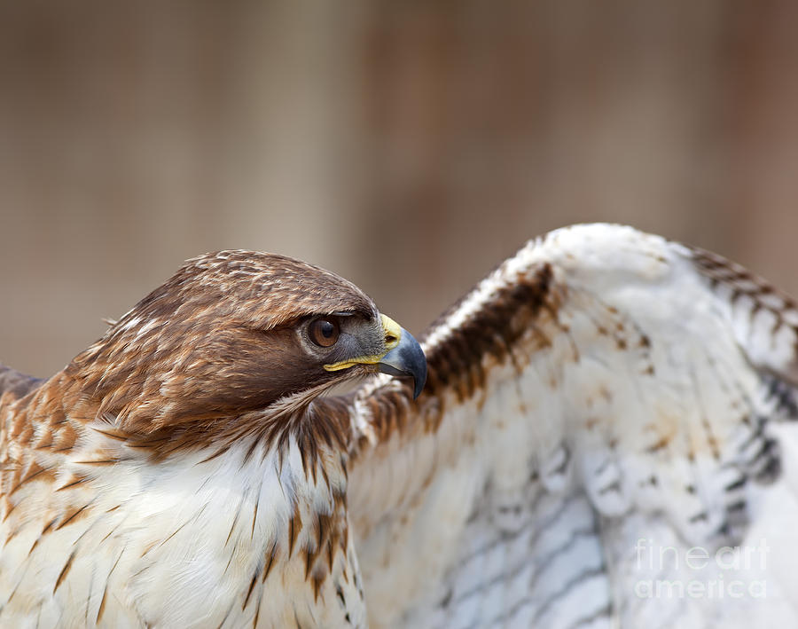 Red Tailed Hawk Spreading Wings Photograph by Brandon Alms