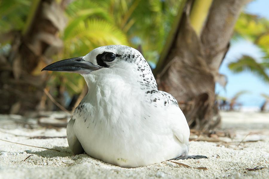 Red-tailed Tropicbird #1 Photograph by Christopher Swann/science Photo Library