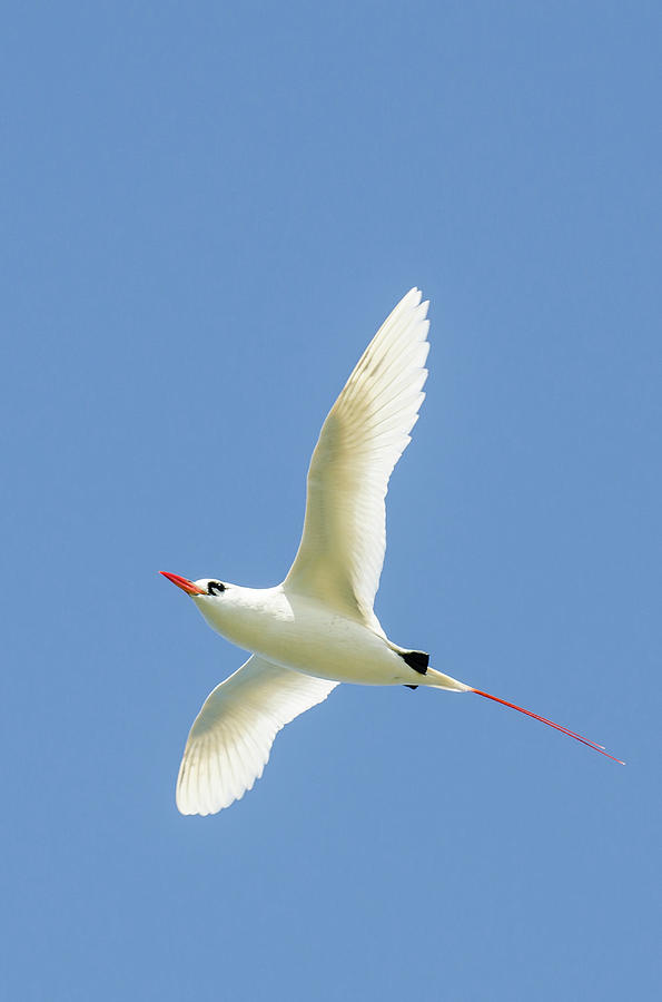 red tailed tropicbird