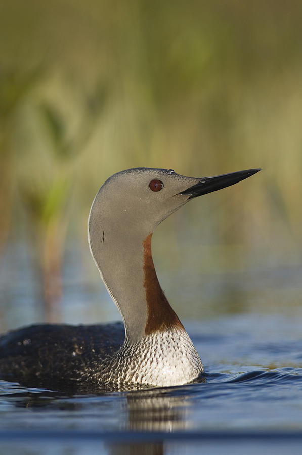 Red-throated Loon In Breeding Plumage #1 Photograph by Michael Quinton