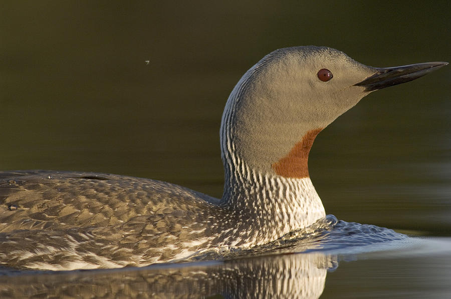 Red-throated Loon In Water Alaska #1 Photograph by Michael Quinton