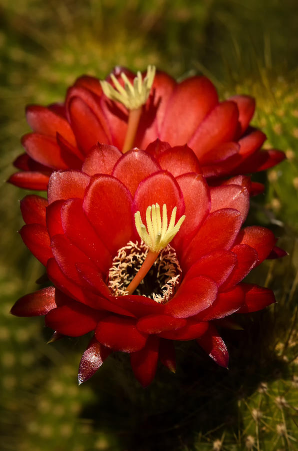 Red Torch Cactus  #3 Photograph by Saija Lehtonen