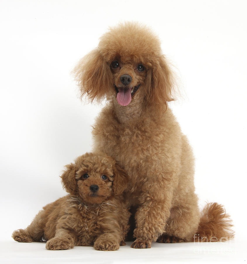 Nature Photograph - Red Toy Poodle Dog And Puppy #1 by Mark Taylor