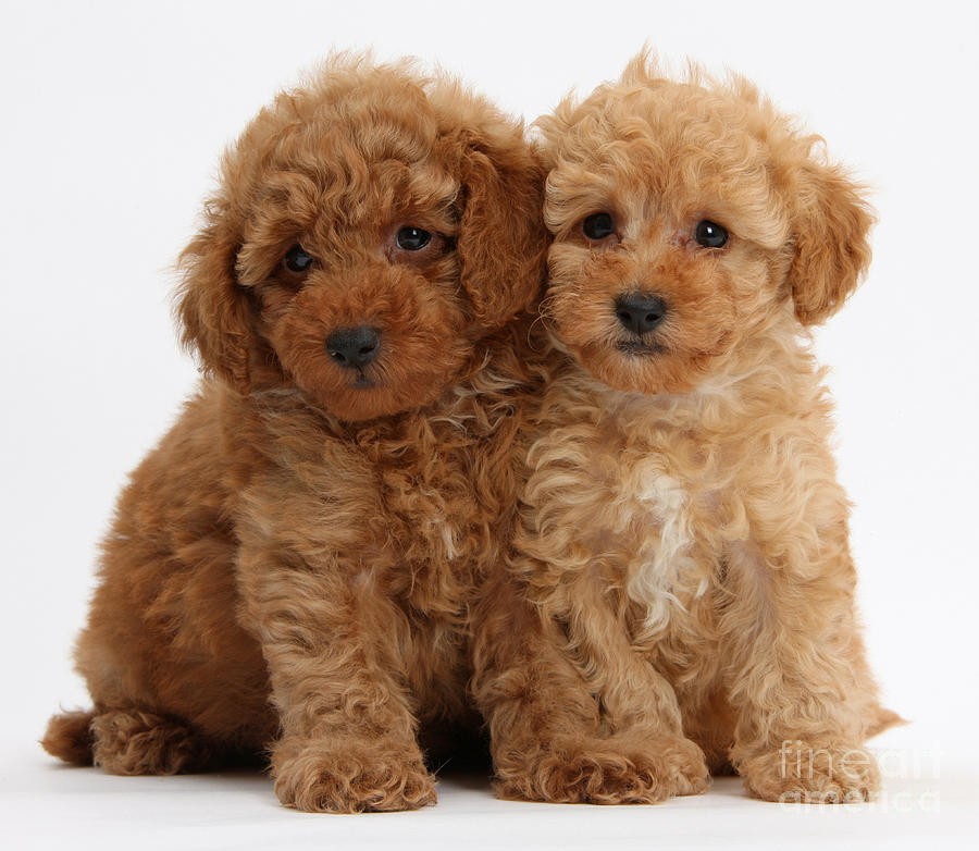 Red Toy Poodle Puppies #1 Photograph by Mark Taylor