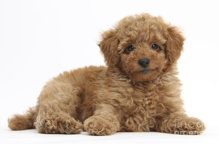 Red Toy Poodle Puppy #1 Photograph by Mark Taylor