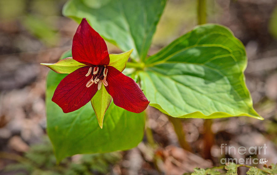 Nature Photograph - Red Trillium  #1 by Alana Ranney