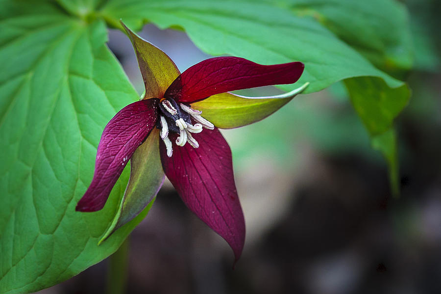 Red Trillium Photograph by Jack R Perry