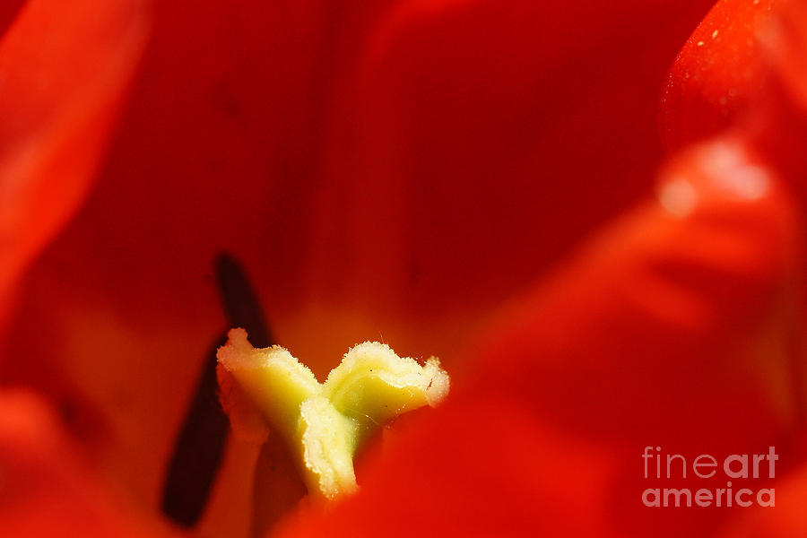 Red Tulip Calyx 3 Photograph by Rudi Prott