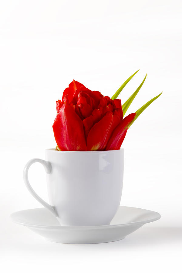 Red Tulip In Cup #1 Photograph by Raimond Klavins