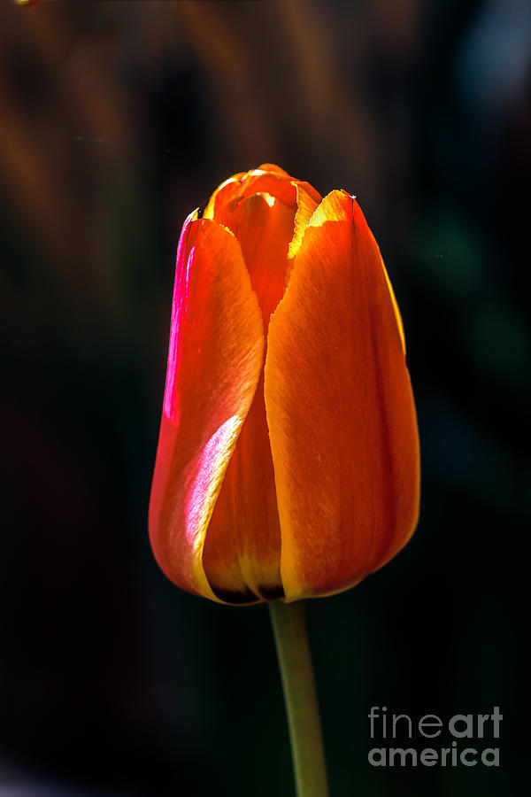 Red Tulip #3 Photograph by Robert Bales