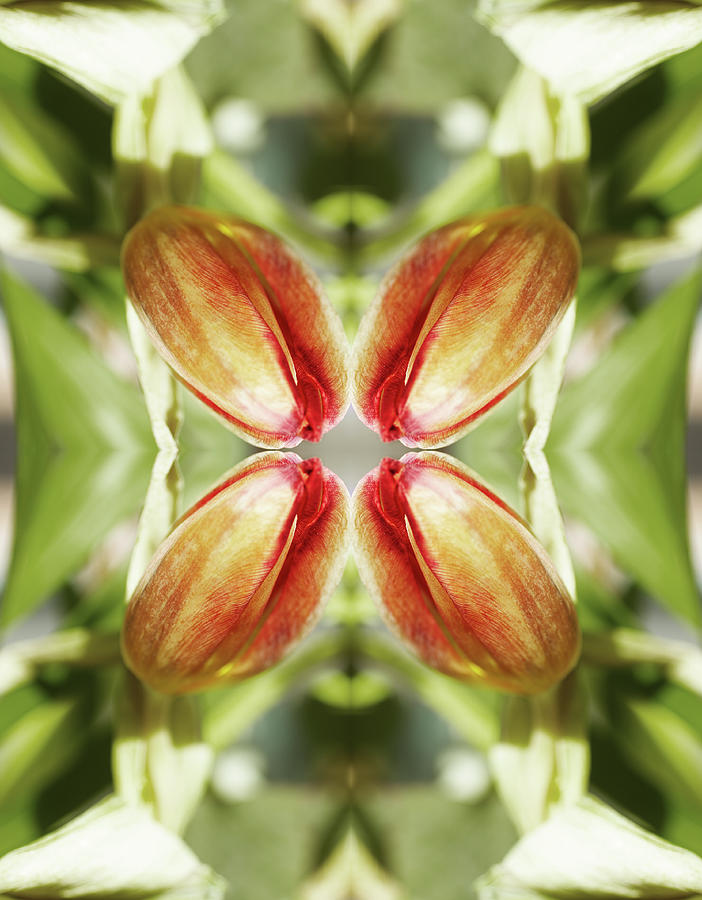 Red Tulip Photograph by Silvia Otte