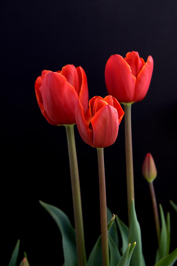 Red Tulips #1 Photograph by Alexander Fedin Red Tulips #1 Photograph by Alexander Fedin